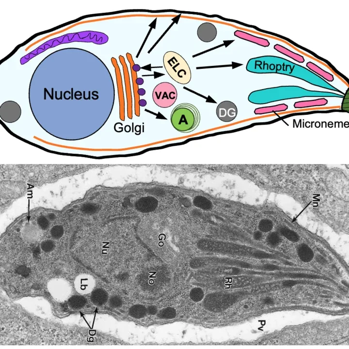 Toxoplasma secretory traffic diagram