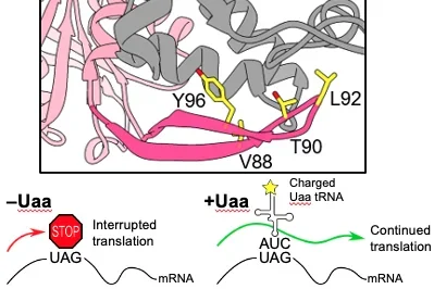 Diagram depicting UAA cross linking workflow