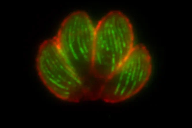 4 toxoplasma parasites