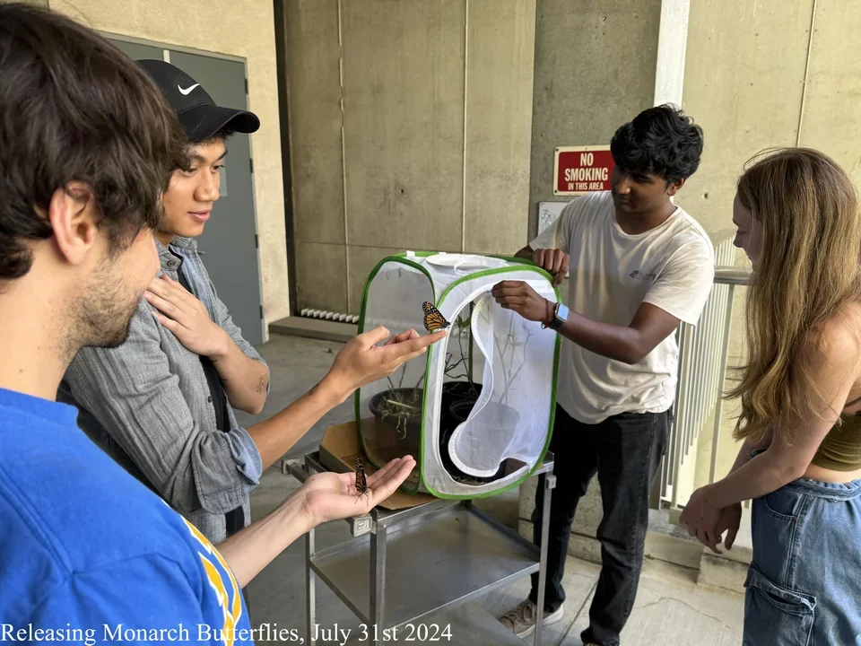 4 students releasing monarch butterflies