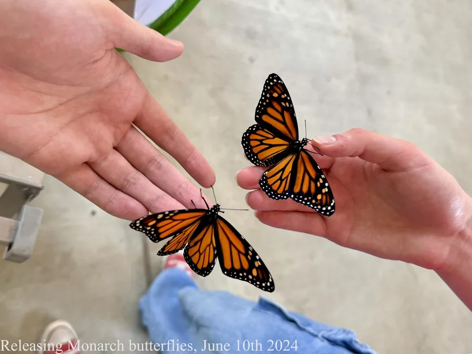 two monarch butterflies on top of students hands