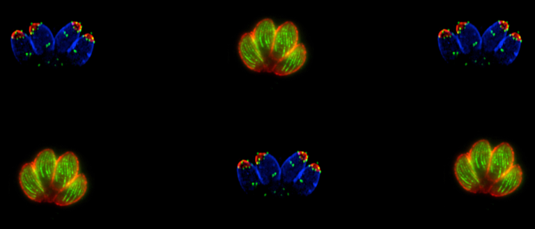  Banner image of Toxoplasma cells stained with fluorescence markers. Shown are specialized Toxoplasma organelle compartments like the IMC or microtubules.