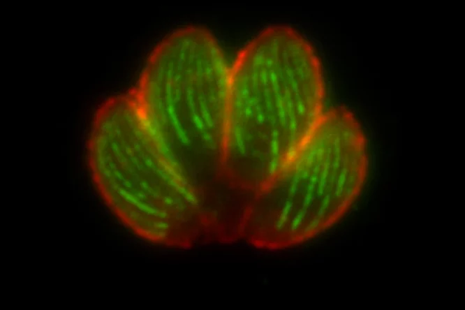 4 toxoplasma parasites