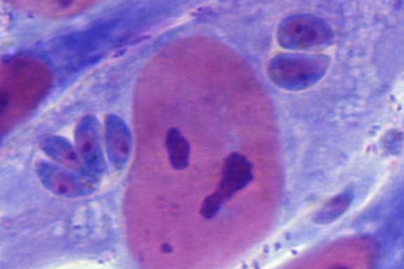 Two toxoplasma vacuoles residing inside a human host cell. Also shown is the human host cell nucleus.