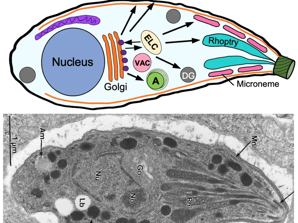 Toxoplasma secretory traffic diagram
