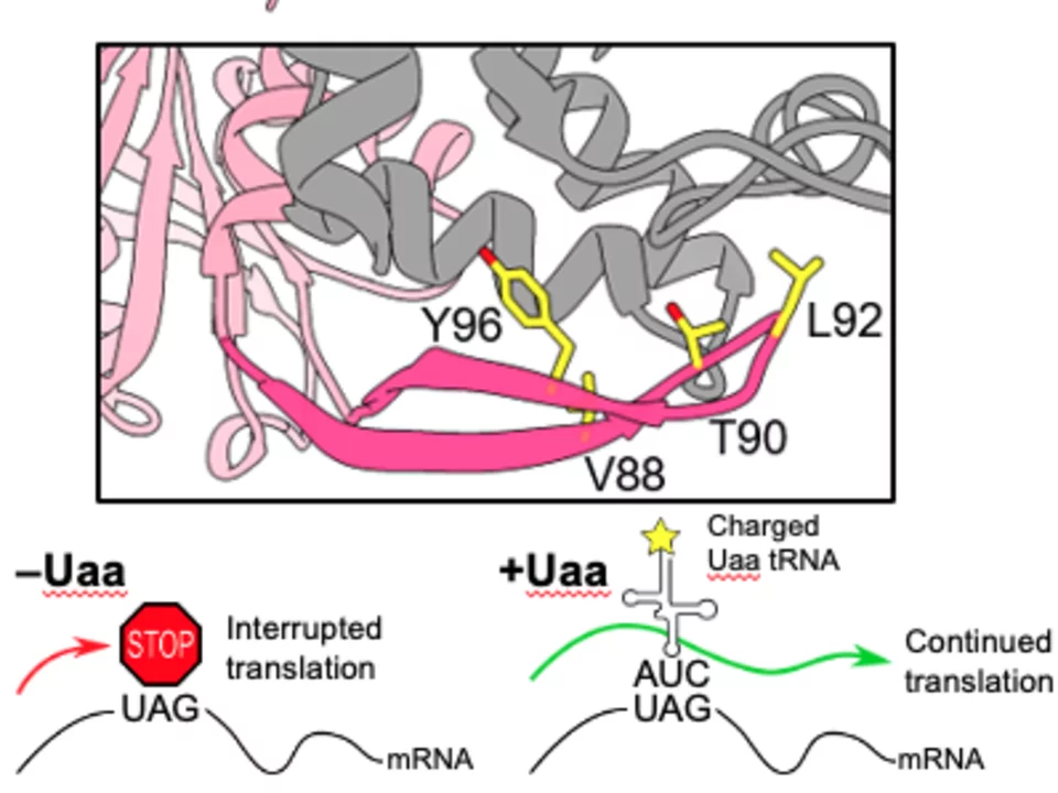 Diagram depicting UAA cross linking workflow