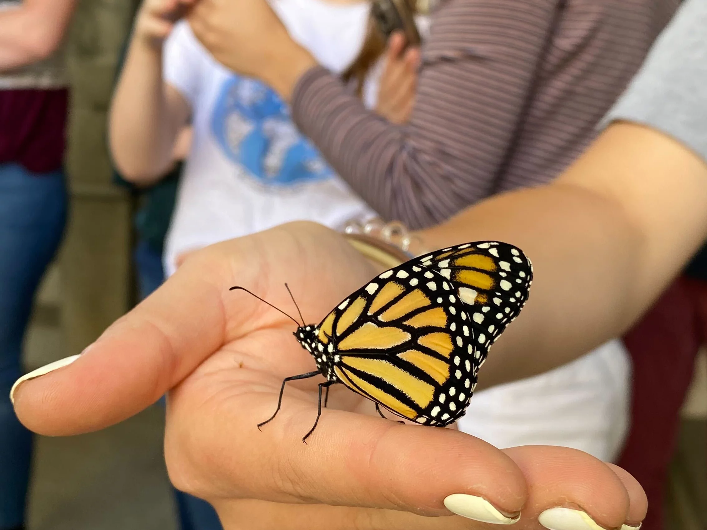 Close up image of one lab member is holding a Monarch butterfly on her hand.