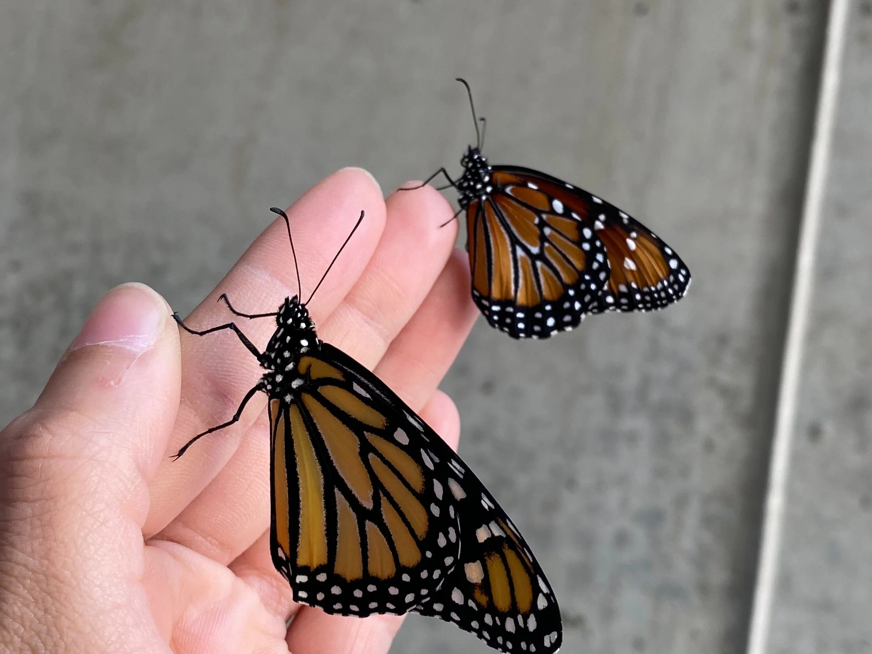 Two Monarch butterflies rest on a student's left hand. They are one of the few insects that migrate.