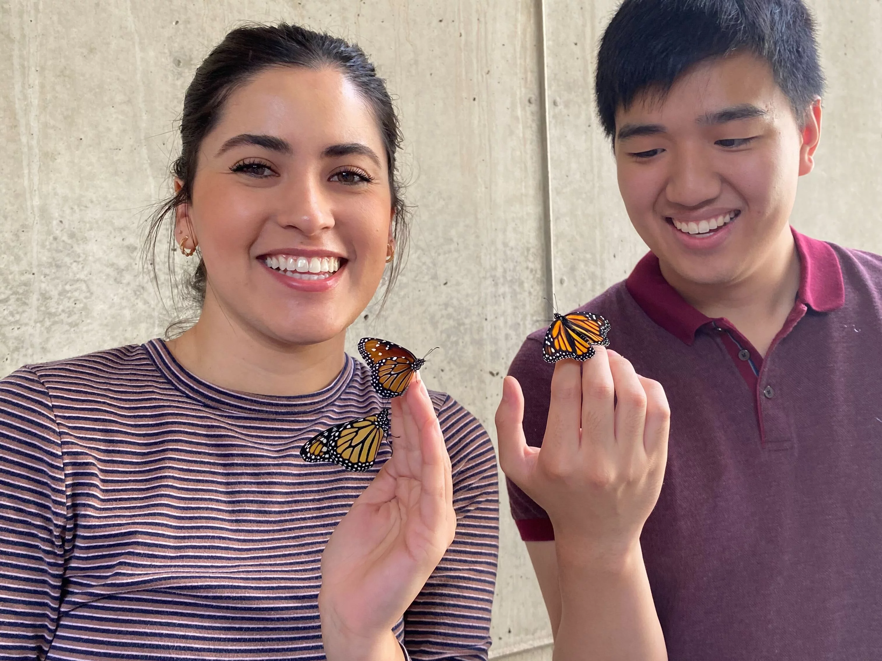 Two lab members holding Monarch butterflies on their hands. They are ready to release them into the wild.